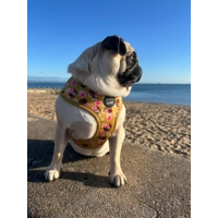 Vintage Yellow Buttercup Peonies HARNESS