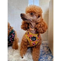 Vintage Yellow Buttercup Peonies FLORAL Dog Collar
