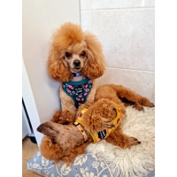 Vintage Yellow Buttercup Peonies HARNESS