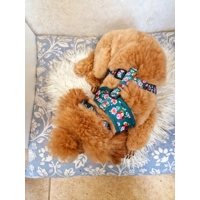 Vintage Clover Green Peonies FLORAL Dog Collar