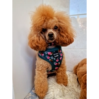 Vintage Clover Green Peonies HARNESS