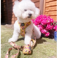 Vintage Yellow Buttercup Peonies FLORAL Dog Collar
