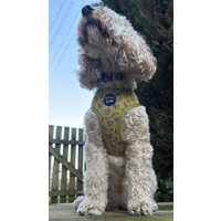 Wild Giraffe HARNESS