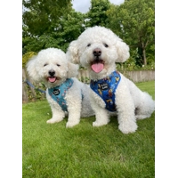 Wild Spirit Aqua Blue Leopard Dog Harness