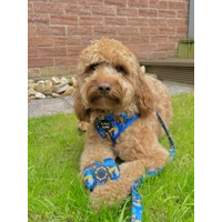 WILD SPIRIT AQUA BLUE LEOPARD Poo Bag Holder