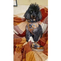 Woodland Badger Dog HARNESS