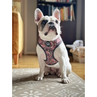 Woodland Hedgehog DOG HARNESS