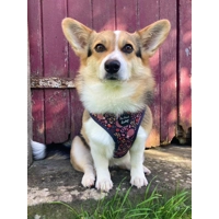 Woodland Hedgehog DOG HARNESS