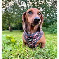 Woodland Hedgehog DOG HARNESS