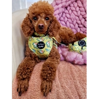 Zesty Butter Meadows Floral HARNESS