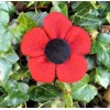 Red HARRIS TWEED Poppy Corsage Brooch Pin