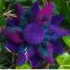 Western Isles Tartan Harris Tweed & Purple Velvet Corsage Brooch