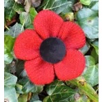 Red HARRIS TWEED Poppy Corsage Brooch Pin