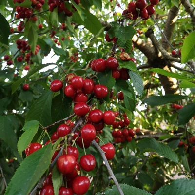CHERRY BOURBON BBQ CHERRY BOURBON BBQ