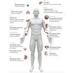 imuno® - Superior Immune Support - GcMAF Made Better