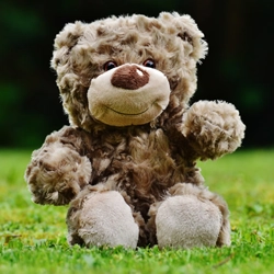 Warm-up Brown Bear