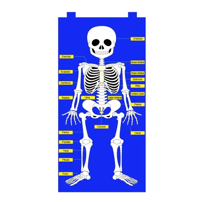 Skeleton Chart