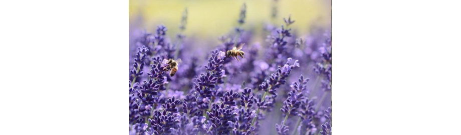 Gracious words are a honeycomb, sweet to the soul and healing to the bones.  - Proverbs 16:24