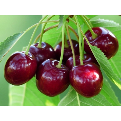 Vyšnios drožlės 15kg Vyšnios drožlės 15kg