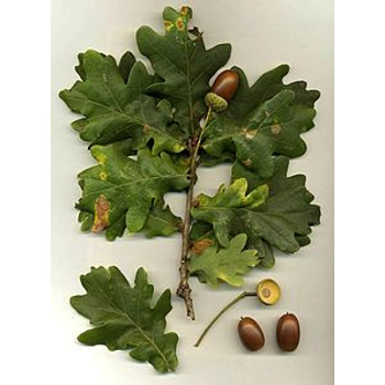 Ąžuolo drožlės 15kg