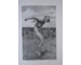 Original Third Reich nude photographs book nazi nudity