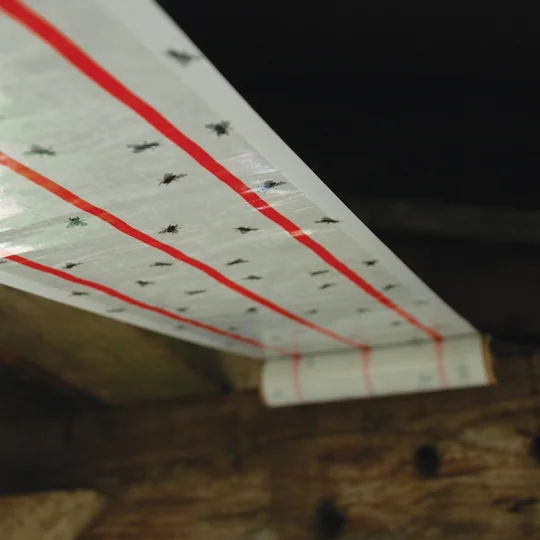 Fly Roll