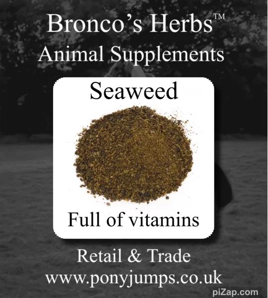 Seaweed
