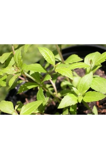 Herbal dream supplement