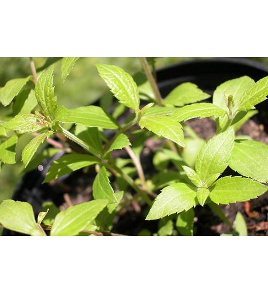 Herbal dream supplement