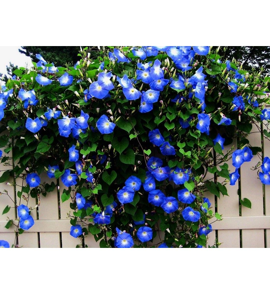 Herbal list and personal supplement package