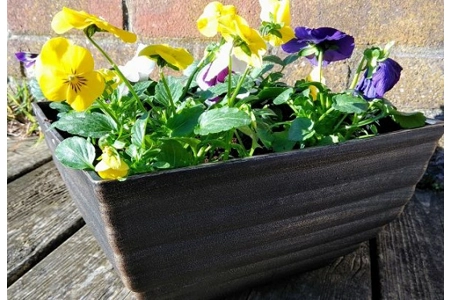 Biscotti Patio Pot & Flowers