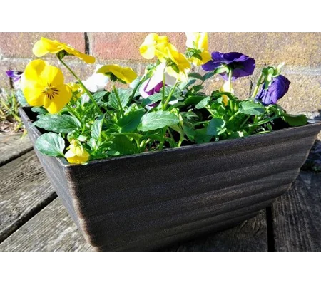 Biscotti Patio Pot & Flowers