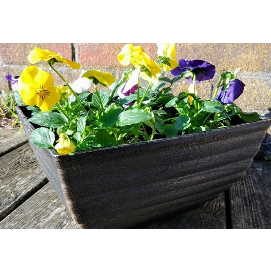 Biscotti Patio Pot & Flowers