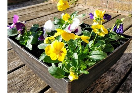 Biscotti Patio Pot & Flowers Biscotti Patio Pot & Flowers