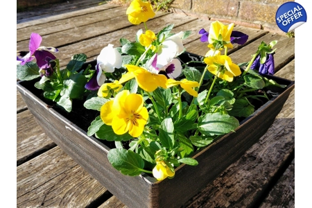 2 x Biscotti Patio Pots