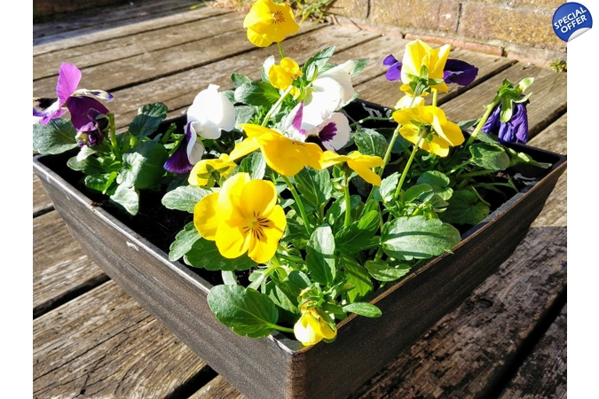 2 x Biscotti Patio Pots