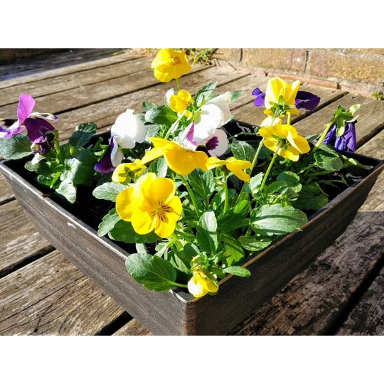 2 x Biscotti Patio Pots
