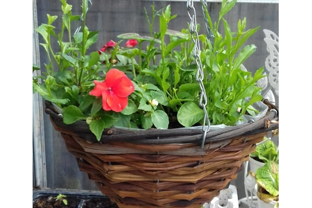 Local Rattan Round Basket