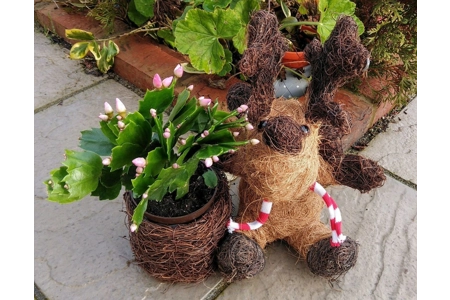 Reindeer Planter Reindeer Planter