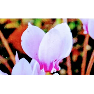 Bulbs and Corms