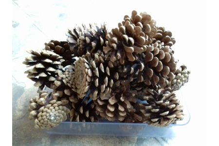 500g Fir Cones 500g Fir Cones