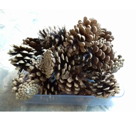 500g Fir Cones