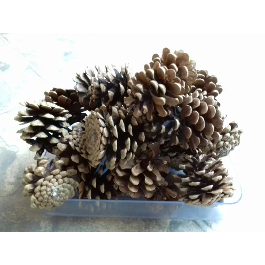 500g Fir Cones