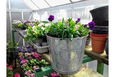 Pail Planter & Flowers Pail Planter & Flowers