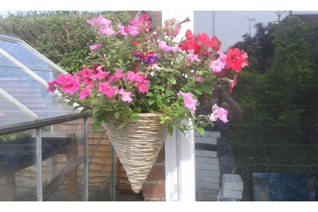 Hanging Basket Refills Hanging Basket Refills
