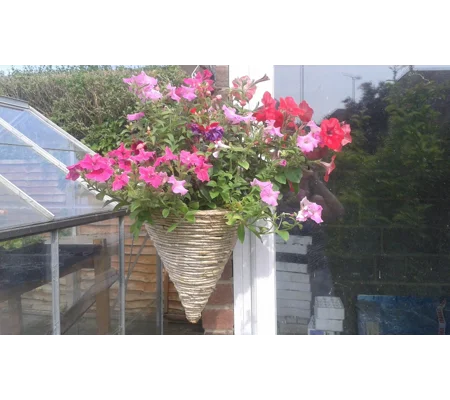Hanging Basket Refills