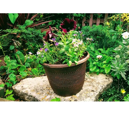 Acorn Planter & Plants