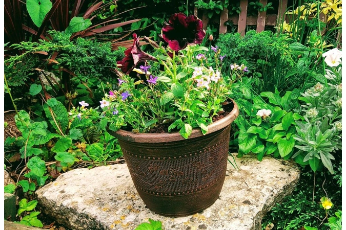 Acorn Planter & Plants Acorn Planter & Plants