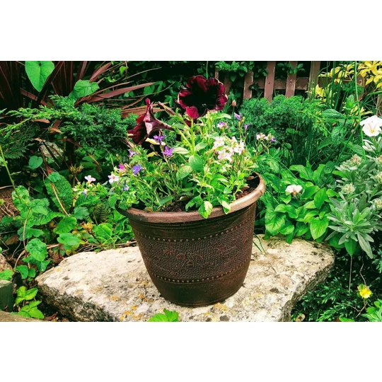 Acorn Planter & Plants