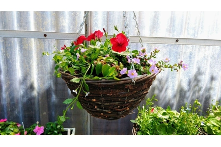 Pre-planted Hanging Baskets ..